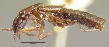 Media type: image;   Entomology 33456 Aspect: habitus lateral view
